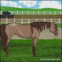 Horse Color:Liver Red Dun Appaloosa 