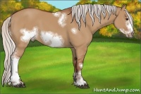 Horse Color:Silver Bay Dun Sabino Tobiano Frame Rabicano