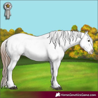 Horse Color:Brown Splash Appaloosa  and Sable Champagne Appaloosa 