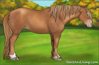 Horse Color:Gray Gold Champagne Sabino 