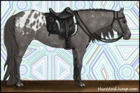Horse Color:Grullo Appaloosa 