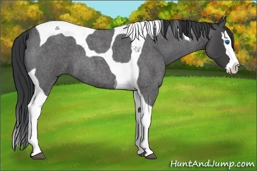 Horse Color:Blue Roan Splash Tobiano