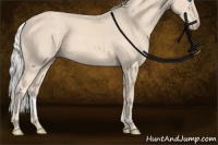 Horse Color:Cremello Sabino Rabicano