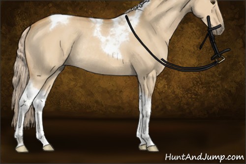 Horse Color:Palomino Dun Tobiano Rabicano 