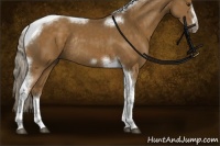 Horse Color:Chocolate Palomino Tobiano Frame Rabicano