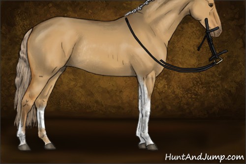 Horse Color:Chocolate Palomino Dun Tobiano Rabicano 