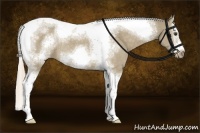 Horse Color:Chocolate Palomino Dun Sabino Splash Tobiano Frame Rabicano 