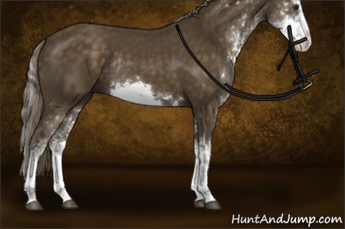 Horse Color:Chocolate Palomino Sabino Rabicano