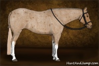 Horse Color:Chocolate Palomino Roan Tobiano Rabicano 