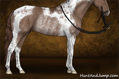 Horse Color:Liver Chestnut Tobiano Rabicano
