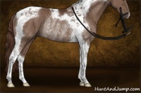 Horse Color:Liver Chestnut Tobiano Rabicano