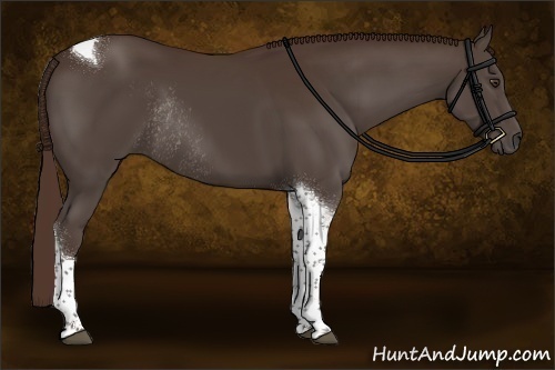 Horse Color:Liver Chestnut Tobiano Rabicano 