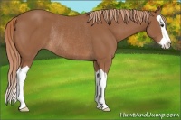 Horse Color:Chestnut Splash Rabicano