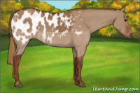 Horse Color:Gray Red Dun Appaloosa 
