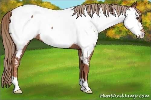 Horse Color:Chestnut Appaloosa
