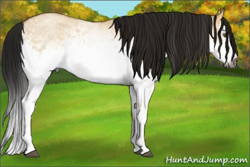 Horse Color:Gray White Spotted Buckskin Roan Dun Splash 