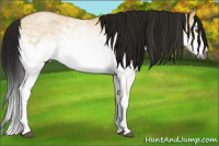Horse Color:Gray White Spotted Buckskin Roan Dun Splash 