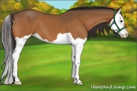 Horse Color:Buckskin Splash 