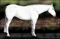 Horse Color:White Spotted Bay 