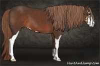Horse Color:Liver Chestnut Sabino