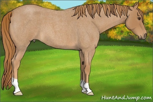Horse Color:Red Roan 