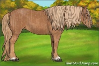 Horse Color:Chestnut and Chestnut