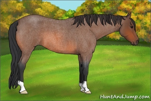 Horse Color:Bay Roan