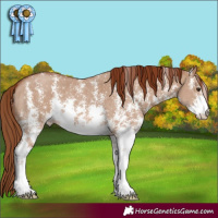 Horse Color:Red Dun Sabino