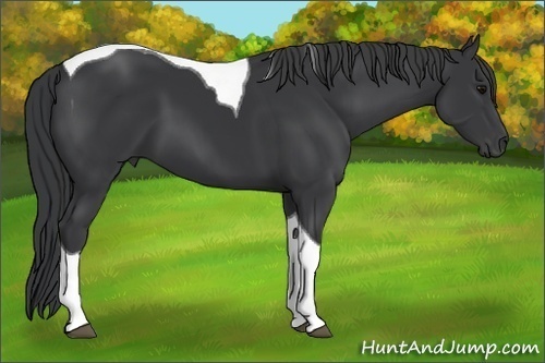 Horse Color:Black Tobiano 