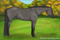 Horse Color:Grullo 