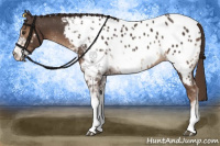 Horse Color:Liver Chestnut Sabino Appaloosa 