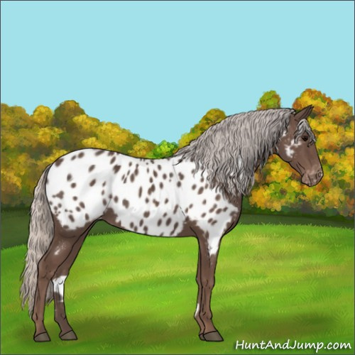 Horse Color:Silver Black Appaloosa