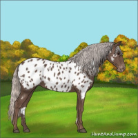 Horse Color:Silver Black Appaloosa