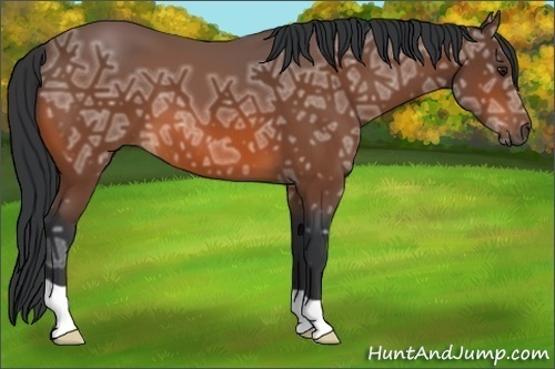 Horse Color:Bay Ice 
