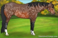 Horse Color:Bay Ice 