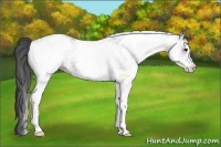 Horse Color:White Spotted Black Ice 