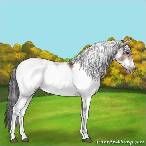 Horse Color:Bay Sabino Frame 