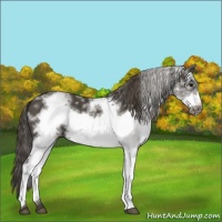 Horse Color:White Spotted Smoky Black Frame