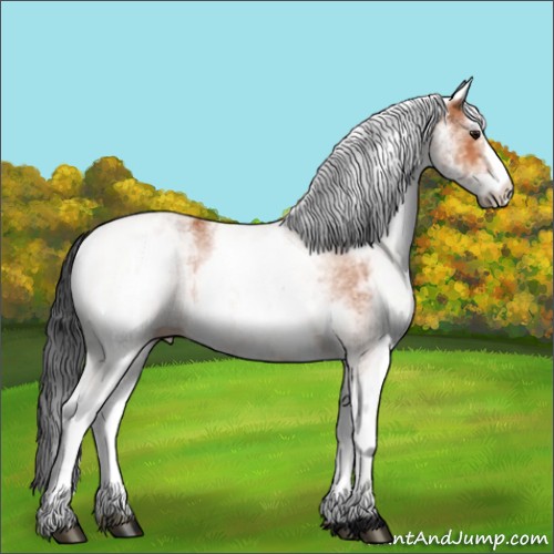 Horse Color:White Spotted Bay 
