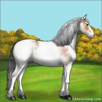 Horse Color:White Spotted Bay 