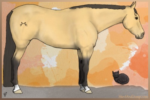 Horse Color:Buckskin Roan 