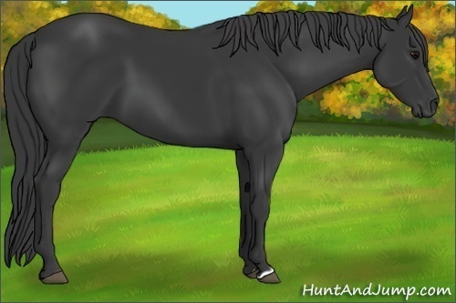 Horse Color:Black 