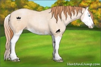 Horse Color:Buckskin Roan Pearl Splash