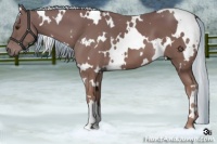 Horse Color:White Spotted Chestnut 