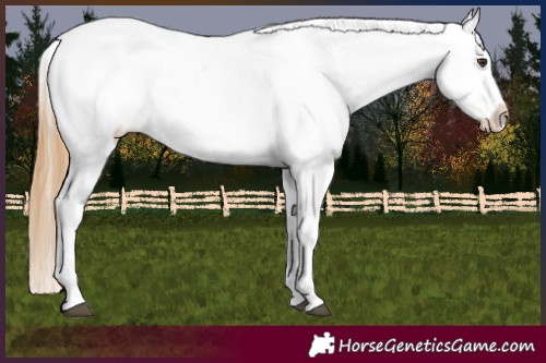 Horse Color:Chestnut Appaloosa 