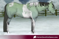 Horse Color:Buckskin Tobiano