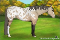 Horse Color:Buckskin Appaloosa 