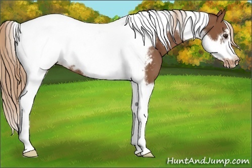 Horse Color:Chestnut Tobiano Frame Appaloosa 