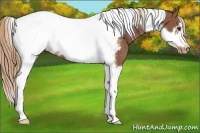 Horse Color:Chestnut Tobiano Frame Appaloosa 