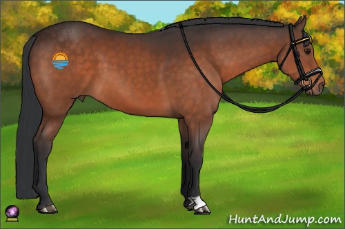 Horse Color:Brown 